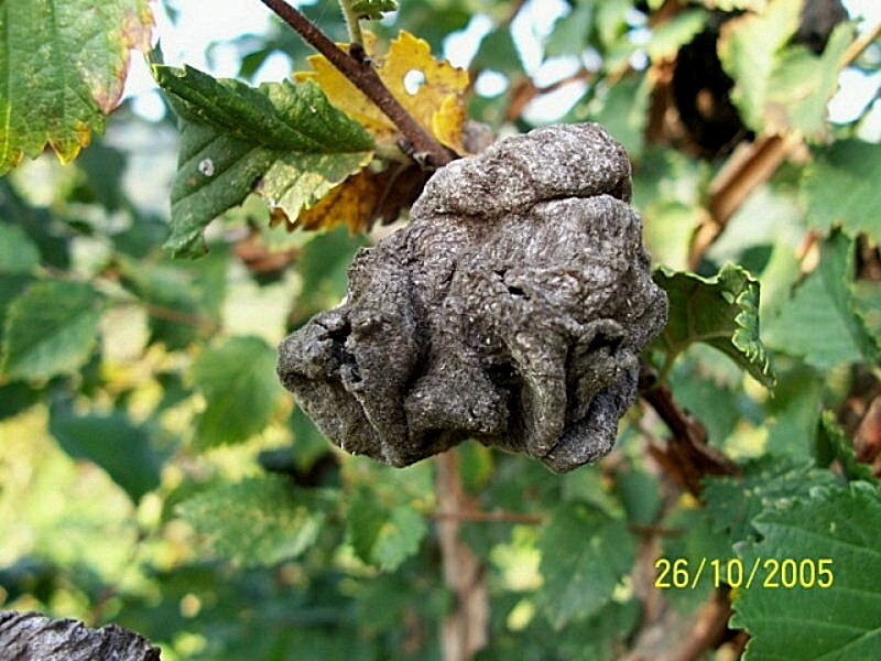 Galle di Eriosoma lanuginosum